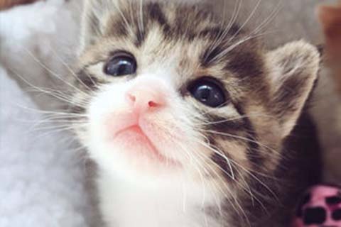 http://xiamen.qqkaixin.com/post/193.html|厦门供卵助孕
